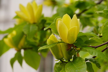 Large yellow Magnolia flowers in the background light, translucent in the sun. Magnolioideae of the family Magnoliaceae. © Alexkarankevich