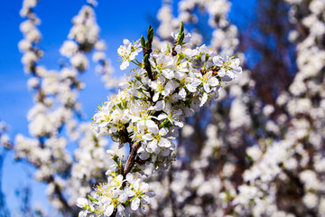 Wild apple tree blossom blooming in spring. Beautiful tender flower on sunny day.