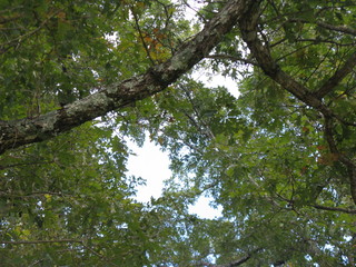 Obraz premium Tree Canopy