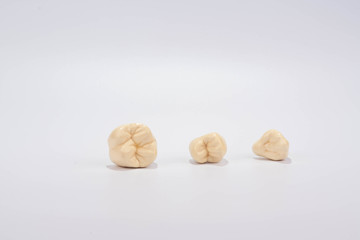 Dental education and study model of teeth.