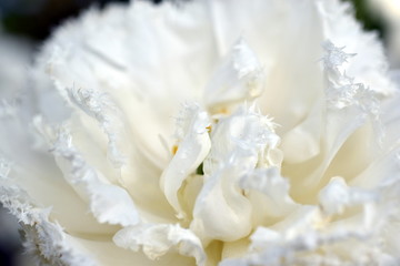 Obraz na płótnie Canvas Inneres einer weißen Blüte