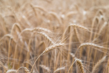 Close up for ripe barley in the field