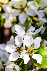 Wild pear tree blossom blooming in spring. Beautiful tender flower on sunny day.