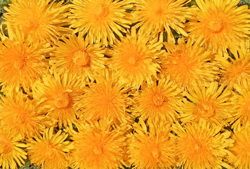 Background of yellow dandelion flowers, close-up buds