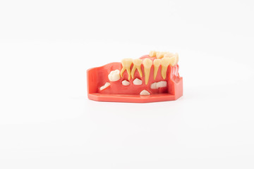 Dental education and study model of teeth.
