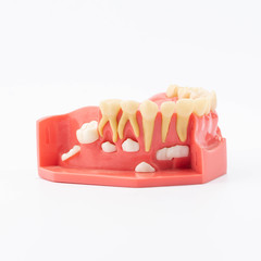 Dental education and study model of teeth.