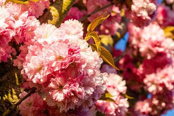 Kirschblüte