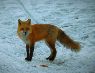 fox winter