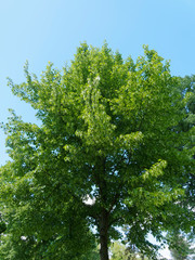 Houppe de Tilleul commun ou tilia europaea au feuillage vert printanier, tronc droit et gris brun sous un ciel bleu