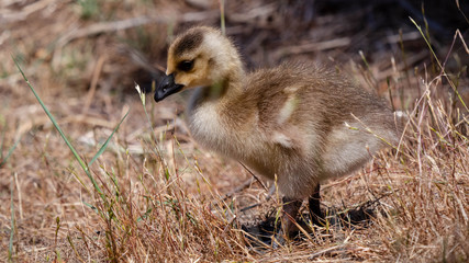 Adorable Gosling of Canada Goose