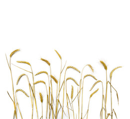 Wheat ears on a white background with space for text. Top view, flat lay