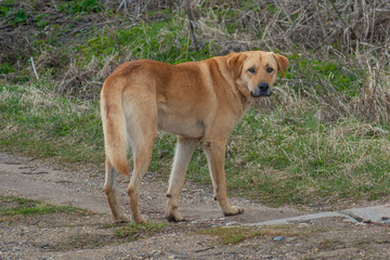 a stray abandoned dog looks at me