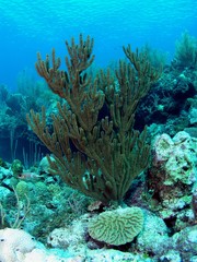 Fototapeta na wymiar Landscape of Caribbean sea in Bay of Pigs, Cuba, underwater photograph