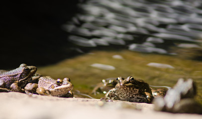 Perez's frogs Pelophylax perezi. The Nublo Rural Park. Tejeda. Gran Canaria. Canary Islands. Spain.