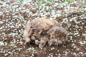 a large furry grey with red cat enjoys a rest, lying on the ground in the garden among the white spring the petals of a blossoming Apple tree.
