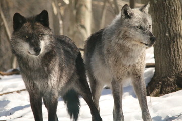 Fototapeta premium Wolves