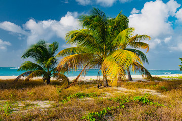 Naklejka na ściany i meble tropical panorama island of Anguilla Caribbean sea