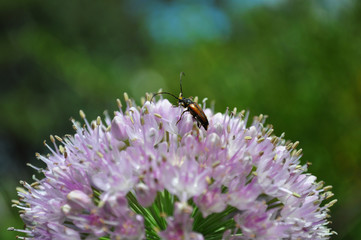 Insects sit on the llium schoenoprsum flower and collect nectar and pollen.
