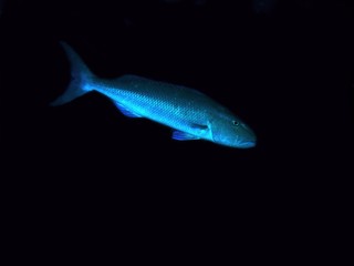 Green jobfish in Arabian sea, Baa Atoll, Maldives, underwater photograph