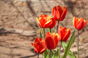 Red tulips with dark green leaves on a beige background. Background for cards, notebooks. Free space for text.