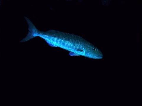 Green jobfish in Arabian sea, Baa Atoll, Maldives, underwater photograph