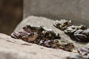 Perez's frogs Pelophylax perezi. The Nublo Rural Park. Tejeda. Gran Canaria. Canary Islands. Spain.