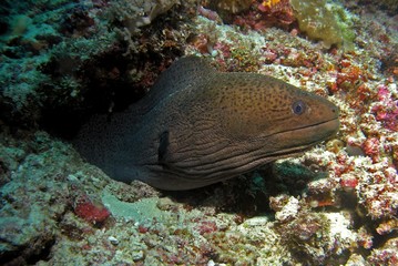Giant moray eel, Baa Atoll, Indian Ocean, Maldives, underwater photograph 