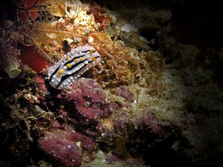 Varicose wart slug, nudibranch in Arabian sea, Baa Atoll, Maldives, underwater photograph