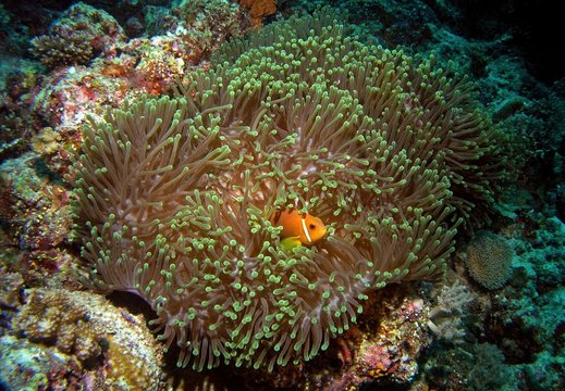 Maldive anemonefish, Maldivian clownfish in Arabian sea, Baa Atoll, Maldives, underwater photograph