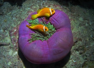 Maldive anemonefish, Maldivian clownfish in Arabian sea, Baa Atoll, Maldives, underwater photograph