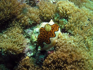 Naklejka na ściany i meble Chromodoris gleniei, Goniobranchus gleniei, nudibranch in Arabian sea, Baa Atoll, Maldives, underwater photograph 