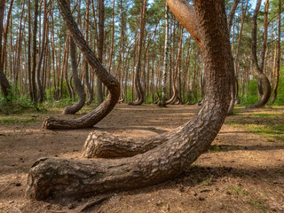 Crooked tree trunks in a forest called Krzywy Las, park near Szczecin and Gryfino, tourist atraction 