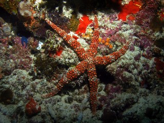 Seastar in Arabian sea, Baa Atoll, Maldives, underwater photograph