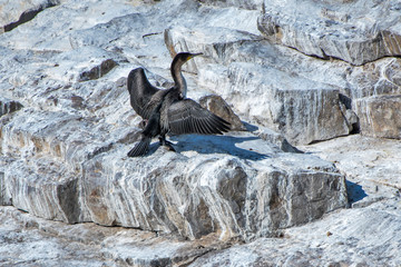 White breasted cormorant photographed in South Africa. Picture made in 2019.