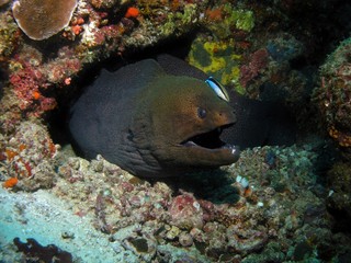 Fototapeta na wymiar Giant moray eel, Baa Atoll, Indian Ocean, Maldives, underwater photograph 