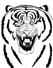 Portrait of a tiger with a bared toothy mouth .Black and white drawing for coloring - 345742232