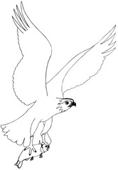 A bird of prey holds a fish. Drawing for coloring - 345742441