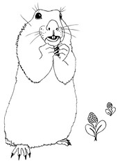 The gopher stands on its hind legs. Drawing for coloring - 345742469