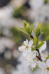 white cherry tree flowers in early spring