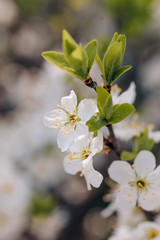 white cherry tree flowers in early spring