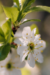 white cherry tree flowers in early spring