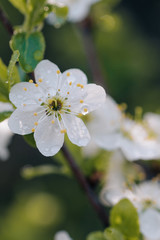 white cherry tree flowers in early spring