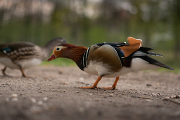 Mandarin Duck