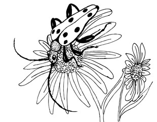 Spotted beetle on a flower. Black and white drawing for coloring - 345742683