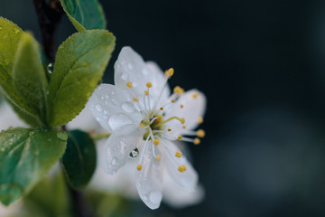 white cherry tree flowers in early spring