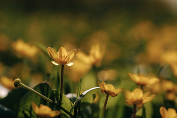 yellow crocus flowers on a sunny day on a green background
