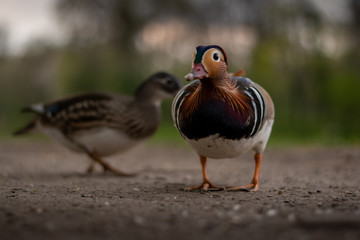 Mandarin Duck