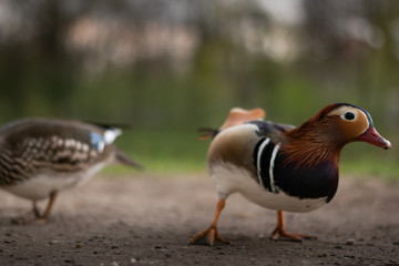 Mandarin Duck