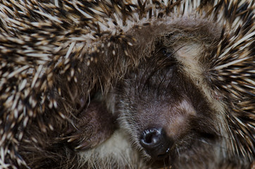 North African hedgehog Atelerix algirus in self-protection posture. The Nublo Rural Park. Tejeda. Gran Canaria. Canary Islands. Spain.