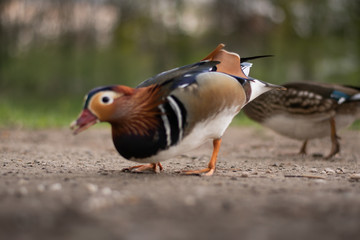 Mandarin Duck